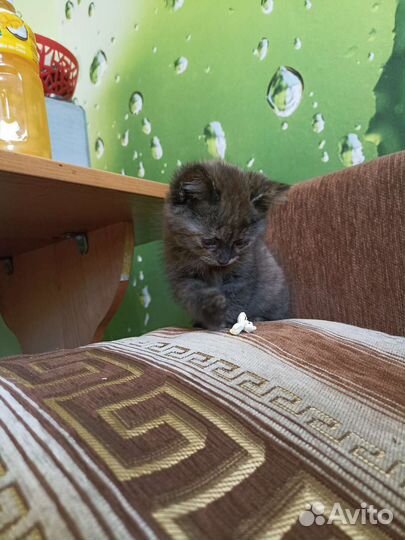 Малышка ищет друга