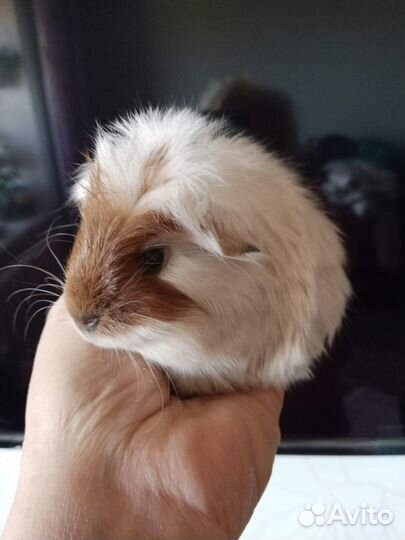 Морская свинка шелти