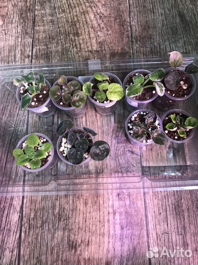 Фиалки детки