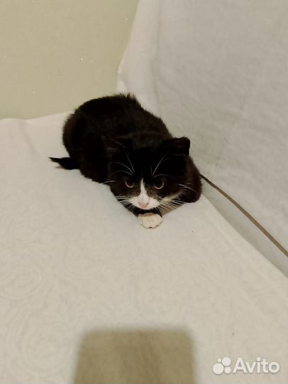 Котенок в добрые руки