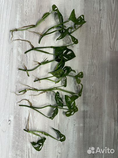 Монстера манки маск