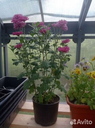 Хризантема корейская зкс