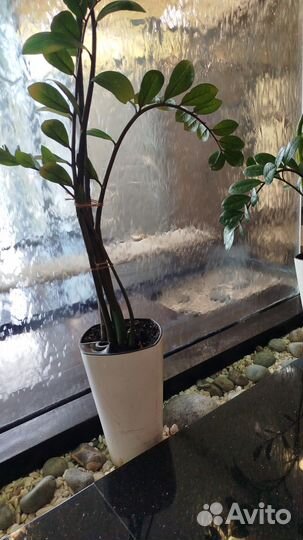 Лечебная грязь о. Карачи с инструкцией