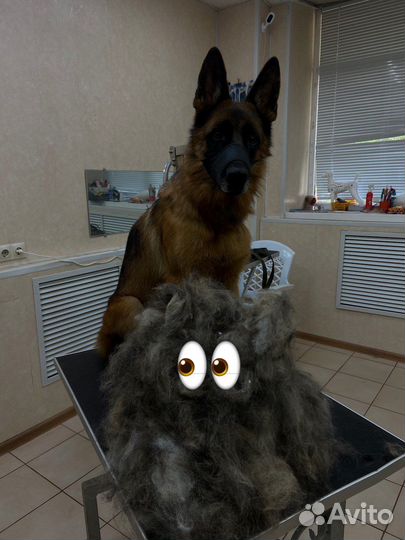 Экспресс линька