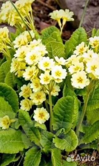 Примулы весенние