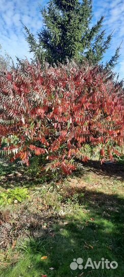 Сумах оленерогий (Уксусное дерево)