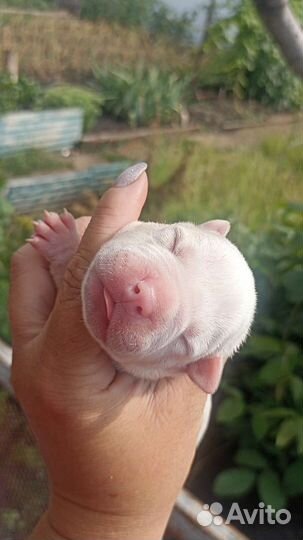 Американский булли мальчики и девочки