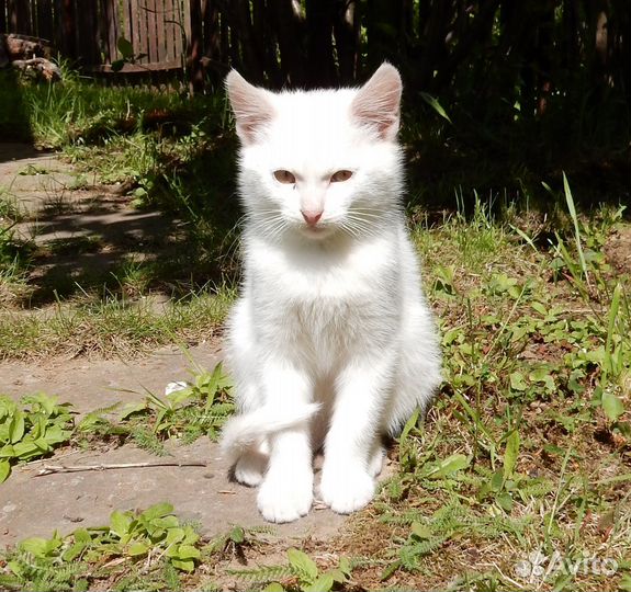 Котята. Белый котенок. 4,5 мес