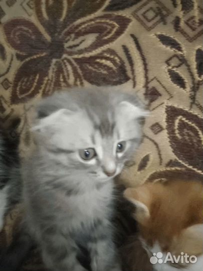 Отдам котят в добрые руки бесплатно