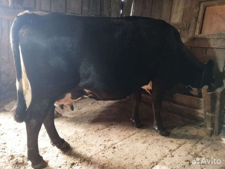 Корова с теленком