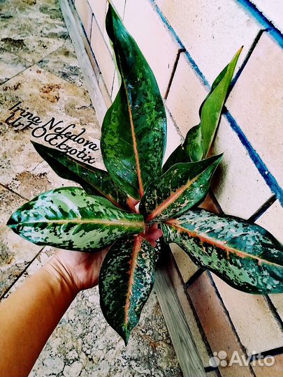 Аглаонема King Indian(Перу/Гигант домашний)
