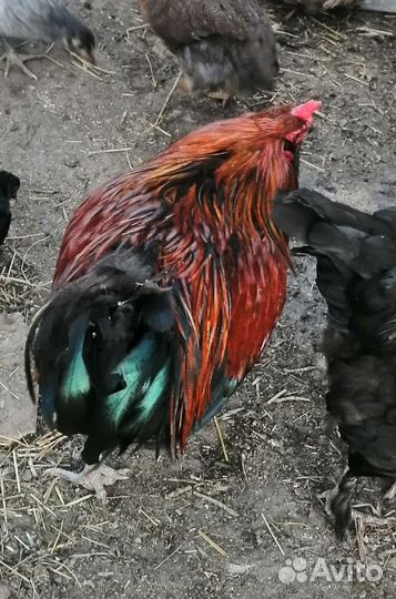 Петухи породистые яйца уток кур разноцветные