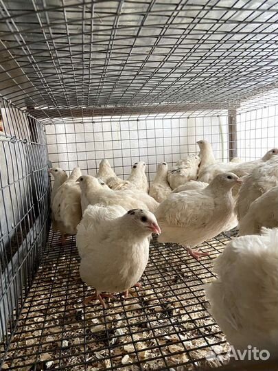 Радонежские перепела