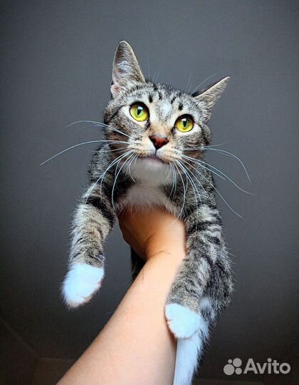Кошка молодая ищет дом бесплатно