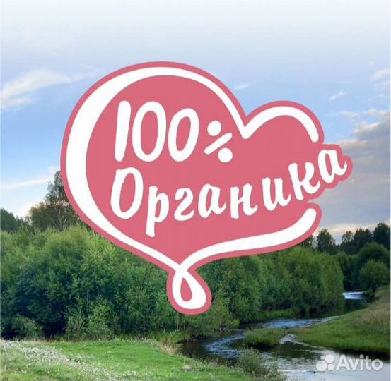 Иван-чай зелёный с лесной малиной и сливой