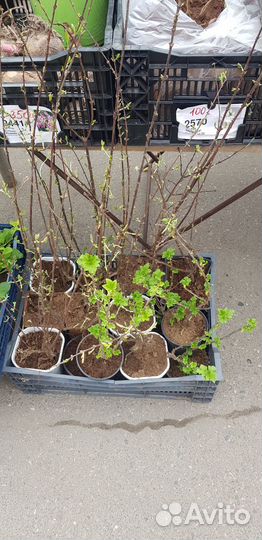 Плодовые кустарники