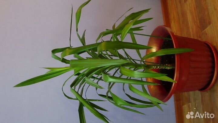 Комнатные растения цветы