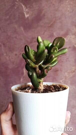 Красула хоббит