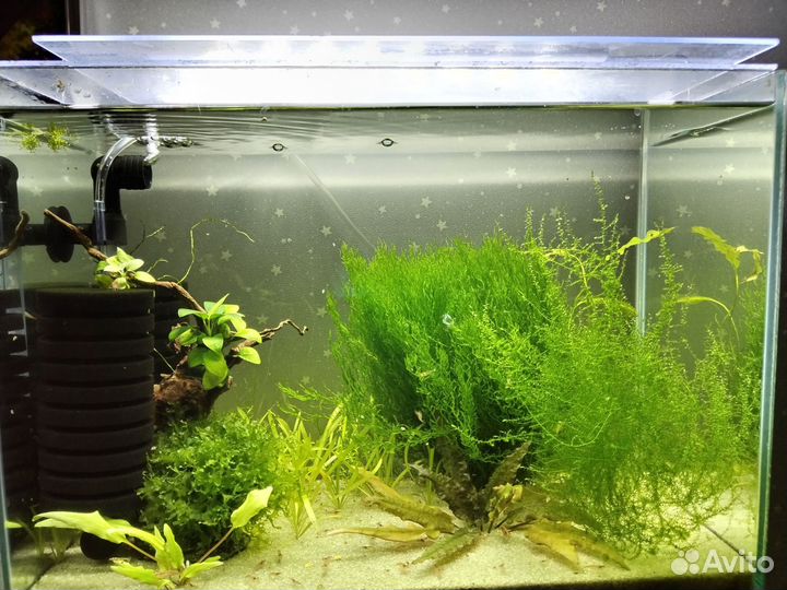 Аквариум - креветочник