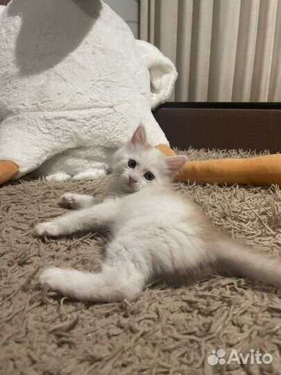 Котенок бесплатно