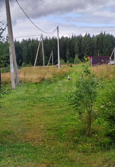 Участок 10 сот. (СНТ, ДНП)