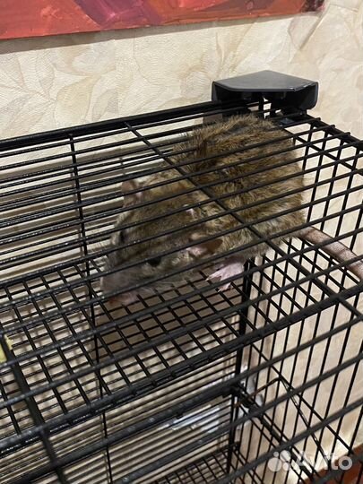 Большая клетка для крыс