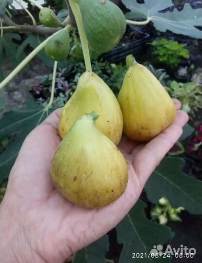 Саженцы инжира зкс