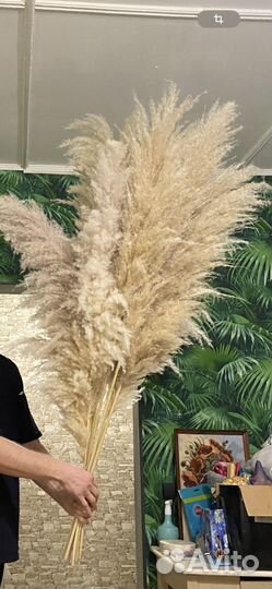 Пампасная трава