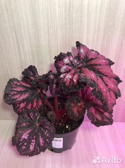Бегония декоротивно-лиственная