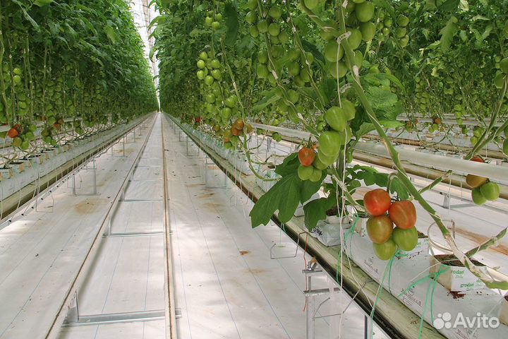 Разнорабочие М и Ж овощеводы в теплицу