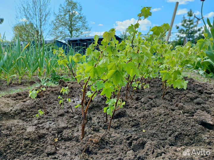 Саженцы черной смородины