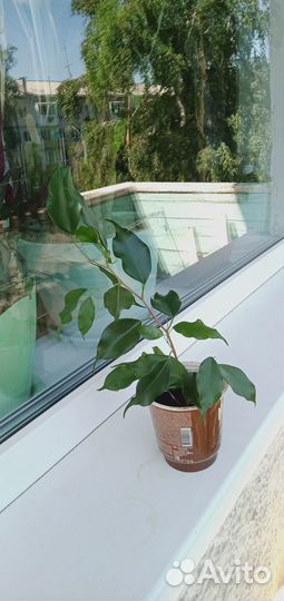 Фикус бенджамина