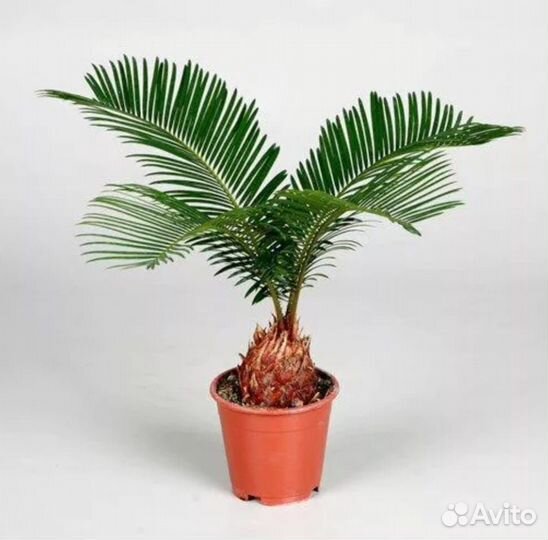 Цикас Революта