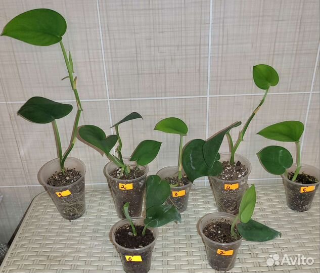 Сциндапсусы #1