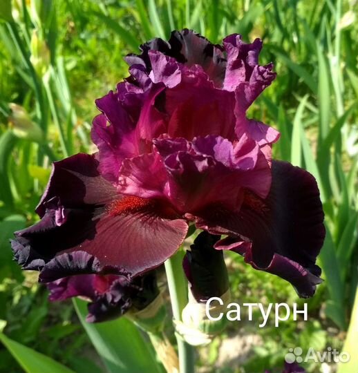 Ирисы бородатые