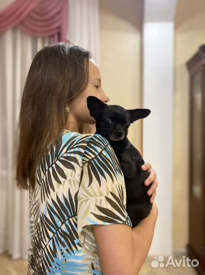 Выгул собак