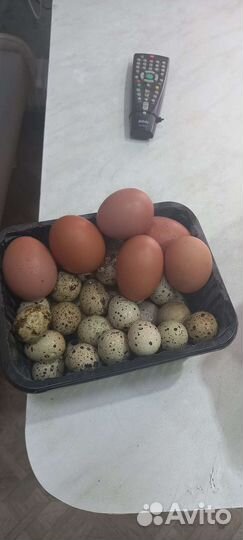 Яйца куриные, перепелиные