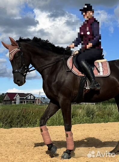 Вальтрап для лошади