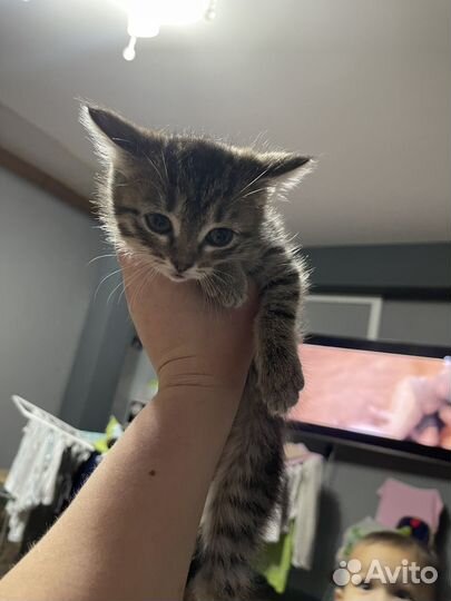 Отдам котят