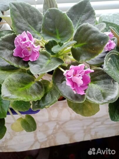 Фиалка в горшках 