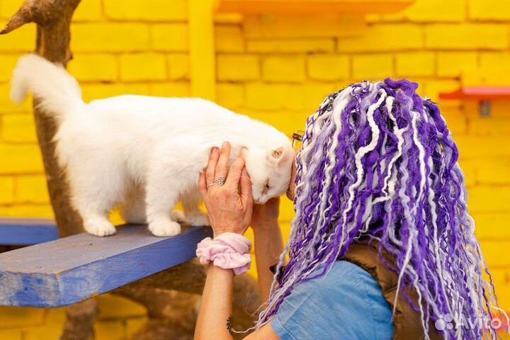 Кошка в дар