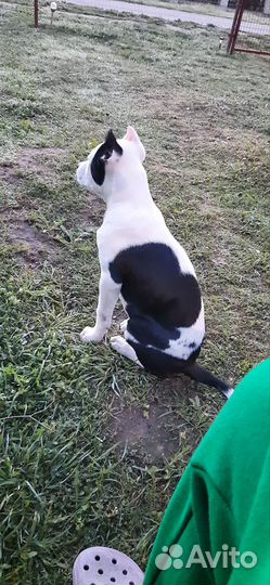 Американский питбультерьер щенки