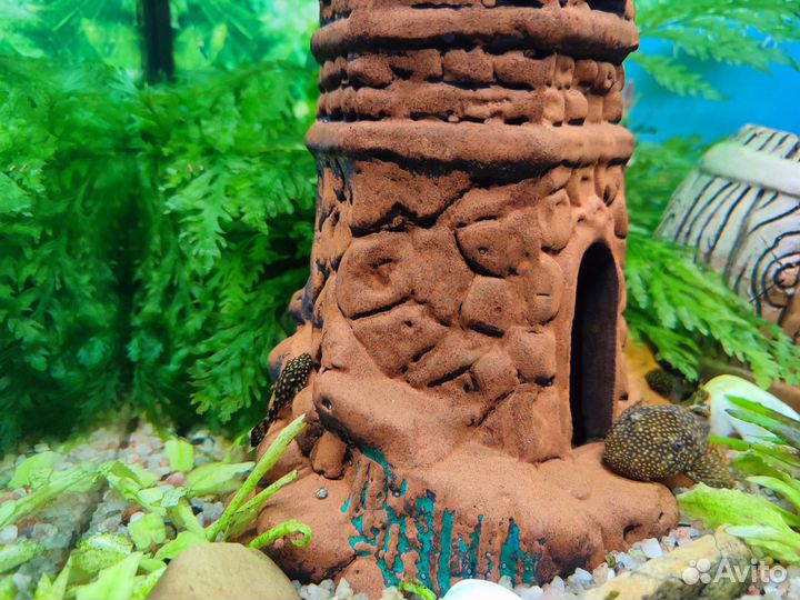 Анциструсы