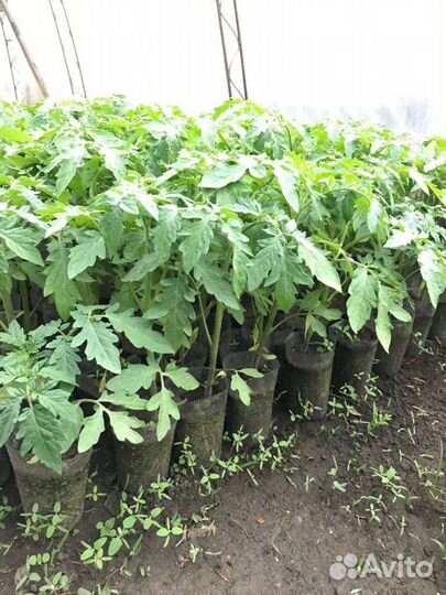 Рассада помидор