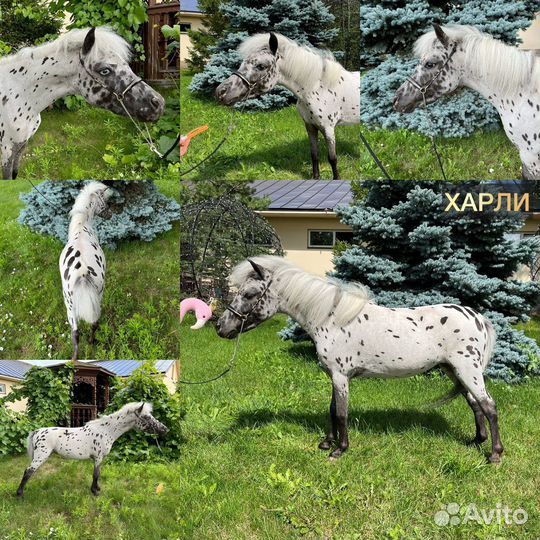 Американские миниатюрные лошади минипони аппалуза