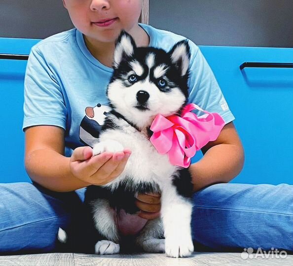 Щеночки Хаски - Голубые Глазки - Классные Маски )