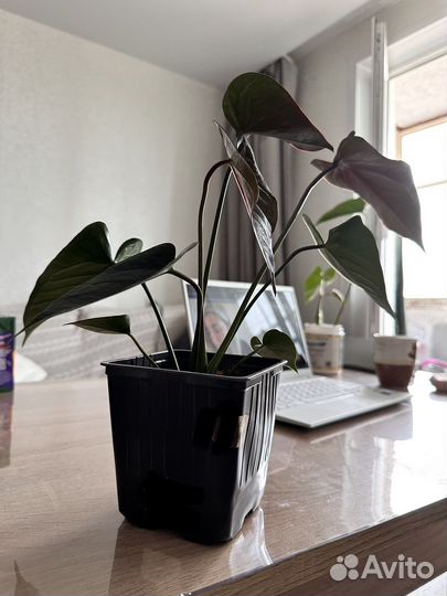 Антуриум Блэк Джамбо (Black Jambo)