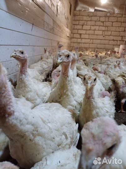 Индюшата тяжелый cross