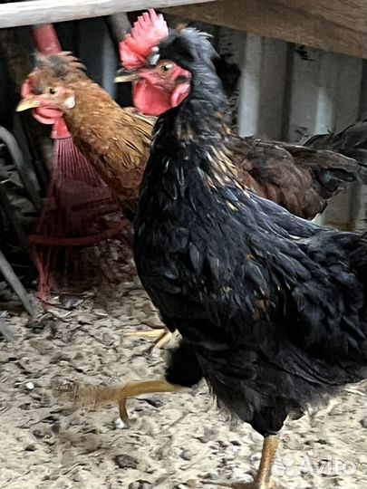 Петух молодой