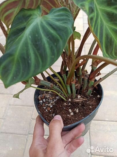 Филодендрон веррукозум